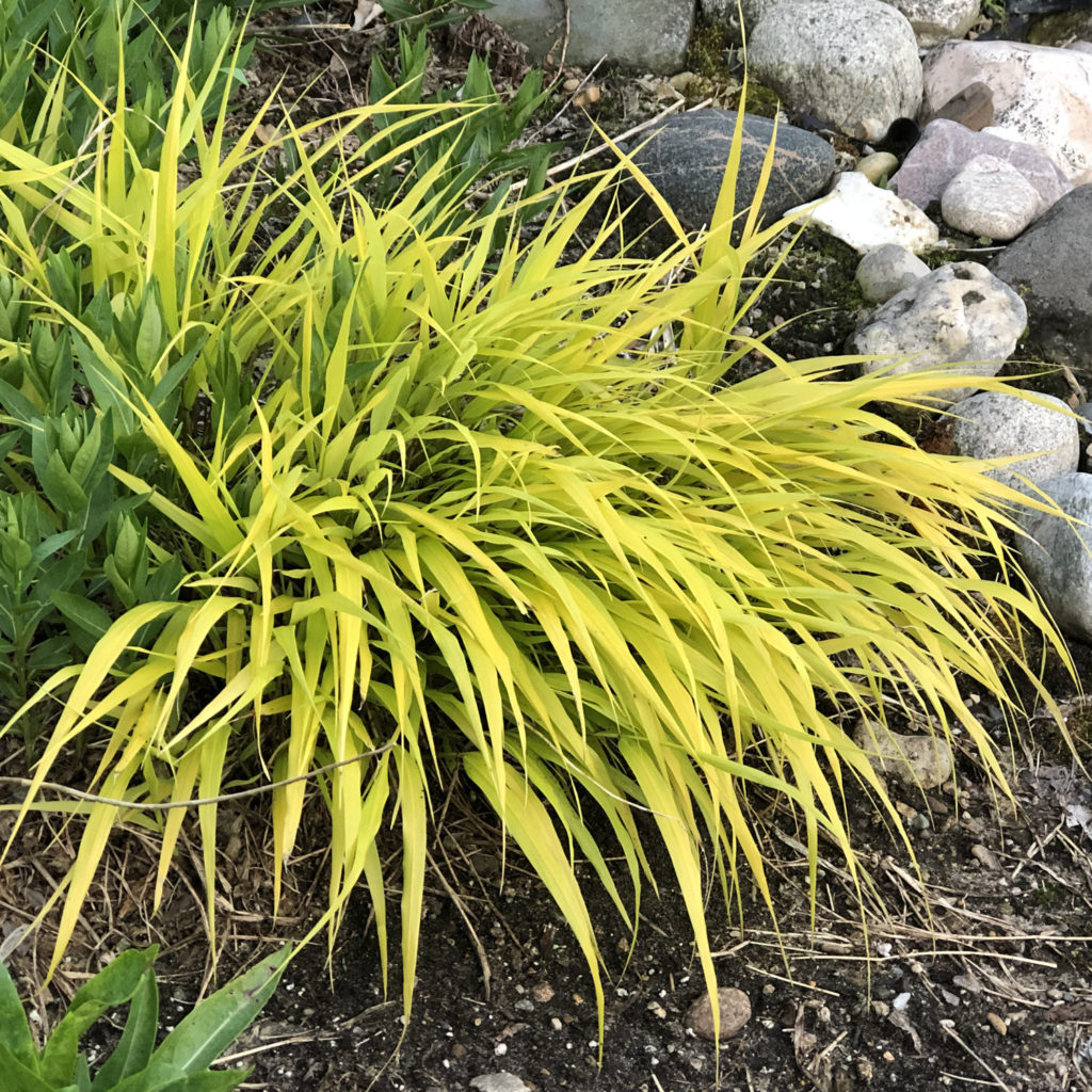 HAKONECHLOA ALL GOLD HAKONE GRASS