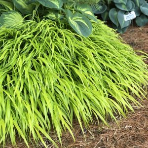 HAKONECHLOA ALL GOLD HAKONE GRASS