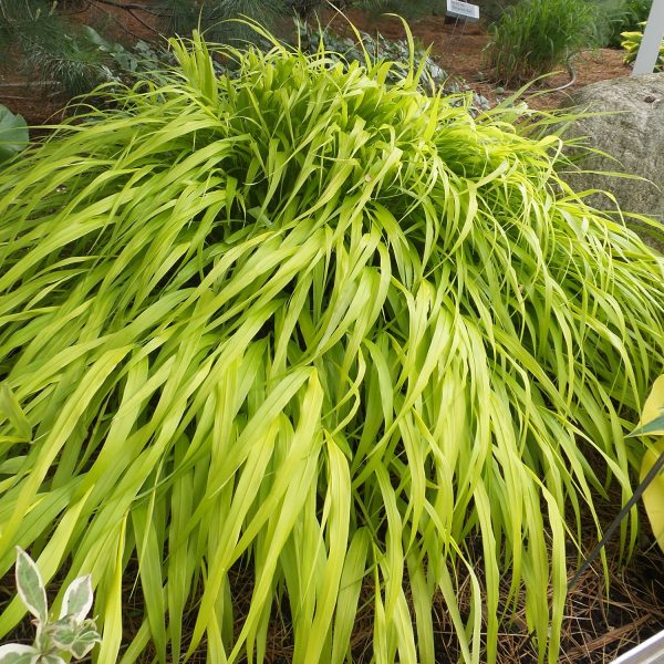 HAKONECHLOA ALL GOLD HAKONE GRASS