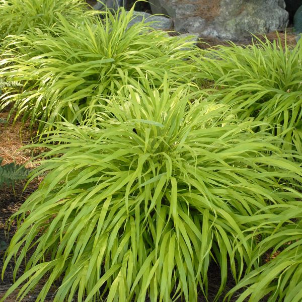 HAKONECHLOA ALL GOLD HAKONE GRASS