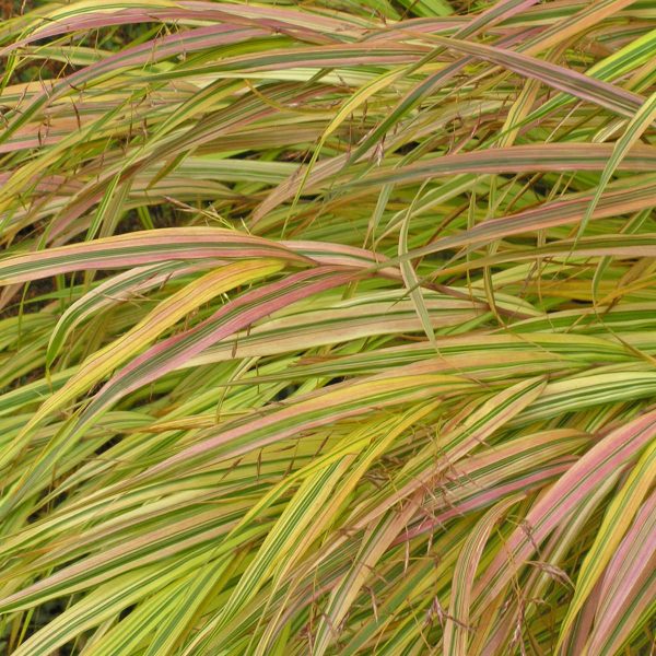 HAKONECHLOA AUREOLA HAKONE GRASS