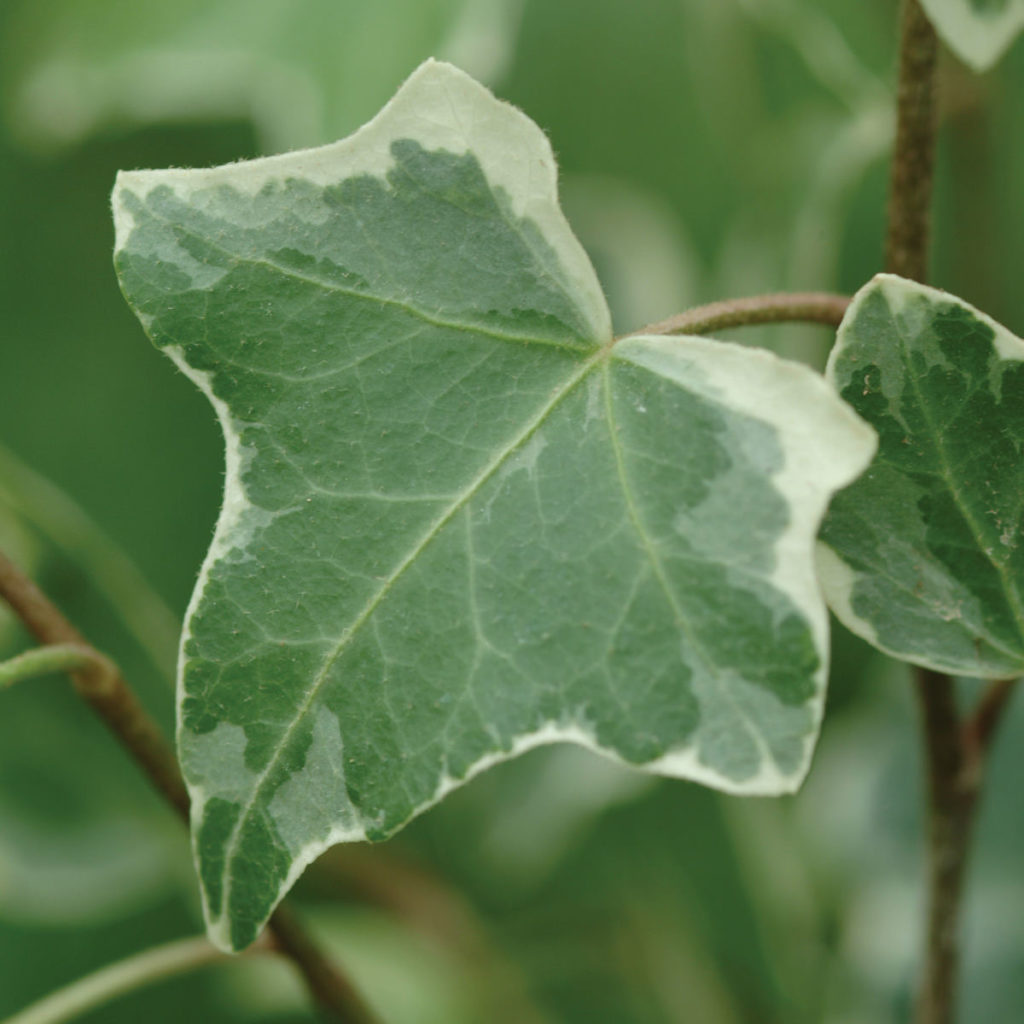 HEDERA GLACIER IVY