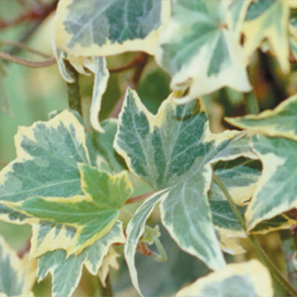 HEDERA YELLOW RIPPLE IVY