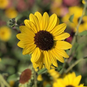 Helianthus - Sunflower