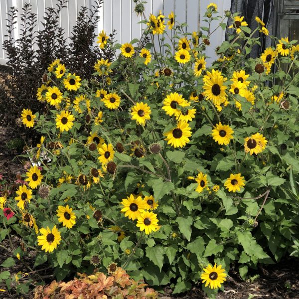 HELIANTHUS SUNCREDIBLE YELLOW SUNFLOWER