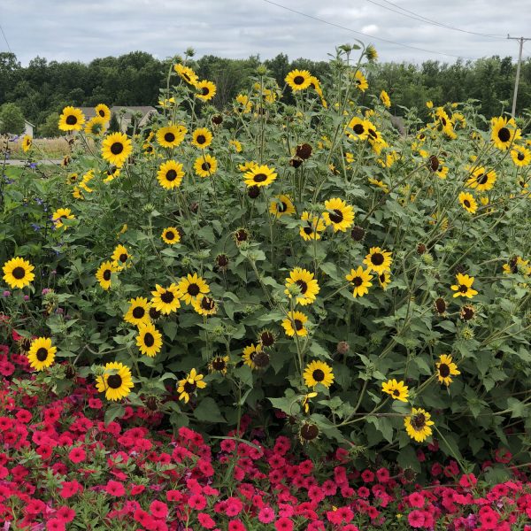 HELIANTHUS SUNCREDIBLE YELLOW SUNFLOWER