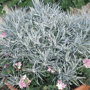 HELICHRYSUM ICICLES LICORICE PLANT