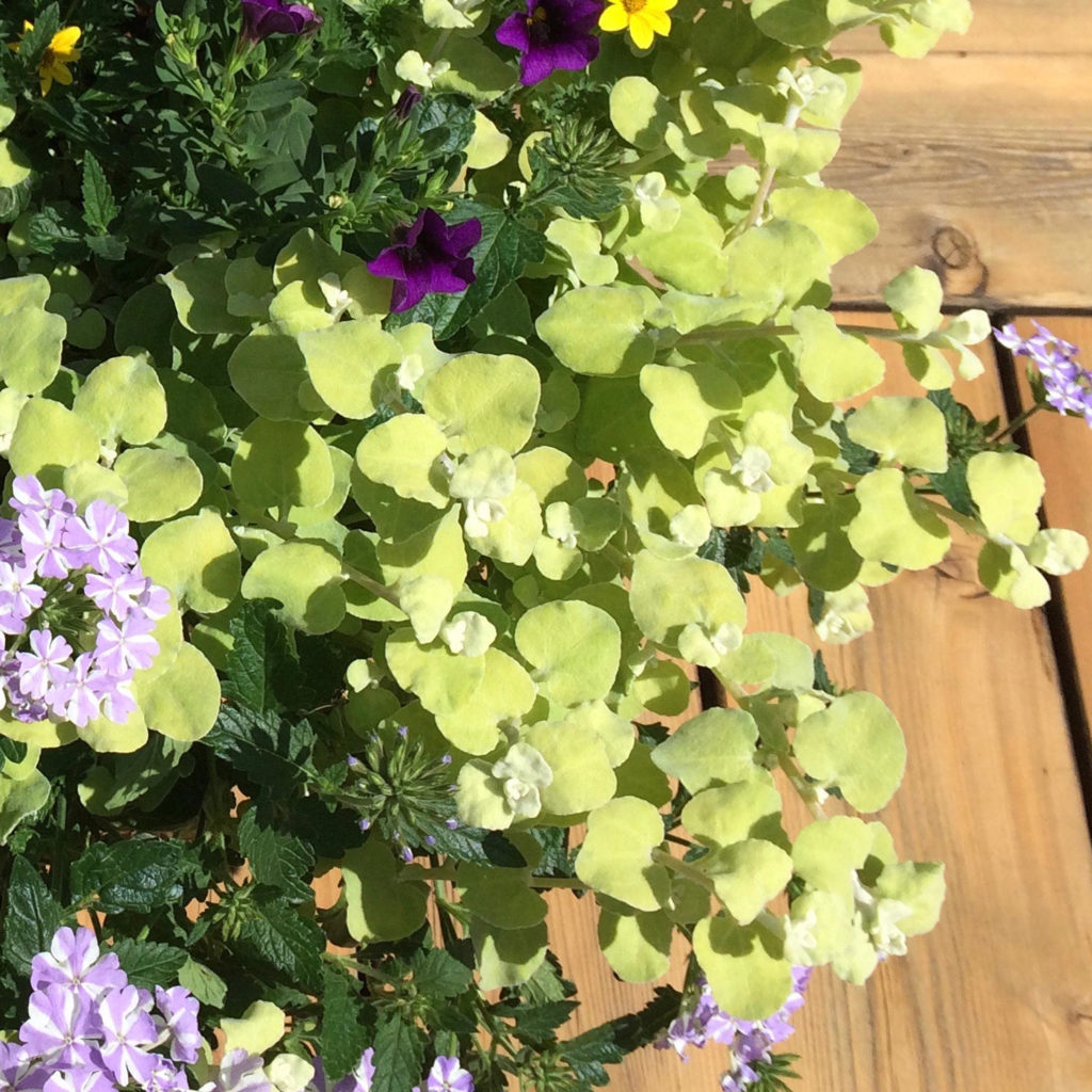 Helichrysum Lemon Licorice Buy Licorice Plant Annuals Online