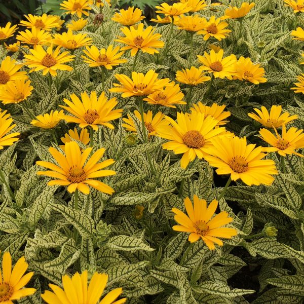 HELIOPSIS SUNSTRUCK FALSE SUNFLOWER