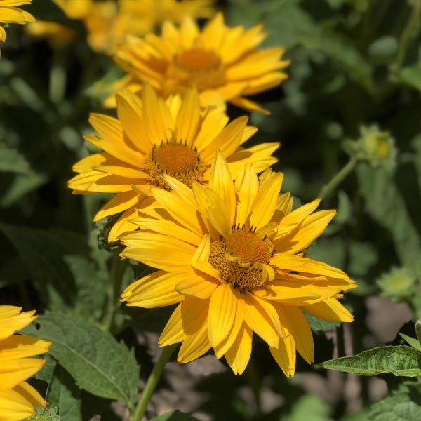 HELIOPSIS TUSCAN GOLD FALSE SUNFLOWER