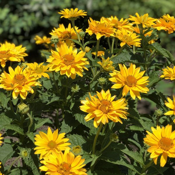 HELIOPSIS TUSCAN GOLD FALSE SUNFLOWER