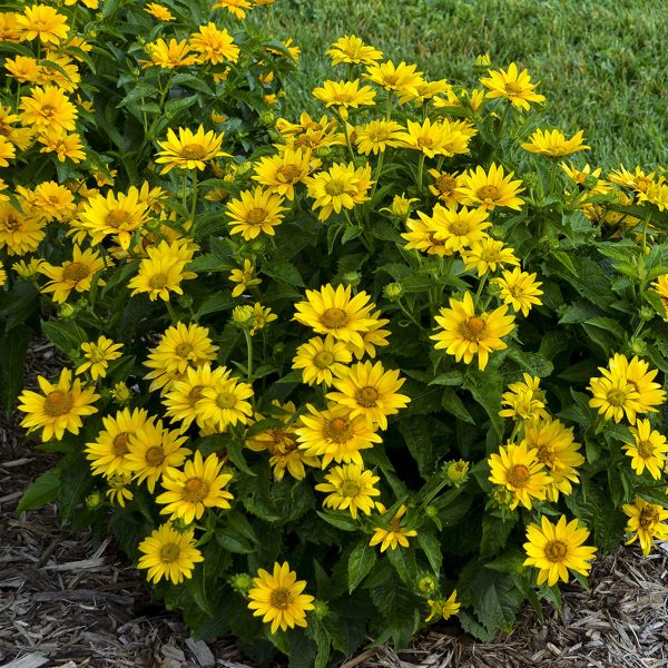 HELIOPSIS TUSCAN GOLD FALSE SUNFLOWER