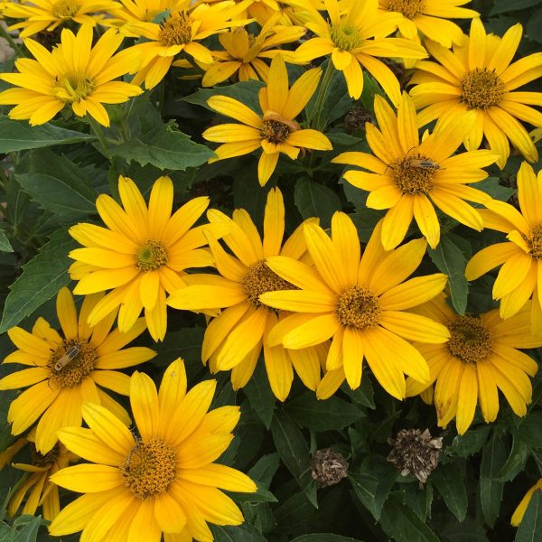 HELIOPSIS TUSCAN GOLD FALSE SUNFLOWER