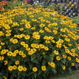 HELIOPSIS TUSCAN SUN FALSE SUNFLOWER