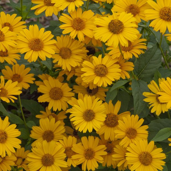 HELIOPSIS TUSCAN SUN FALSE SUNFLOWER