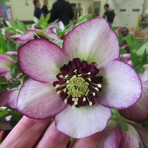 HELLEBORUS HONEYMOON FRENCH KISS LENTEN ROSE