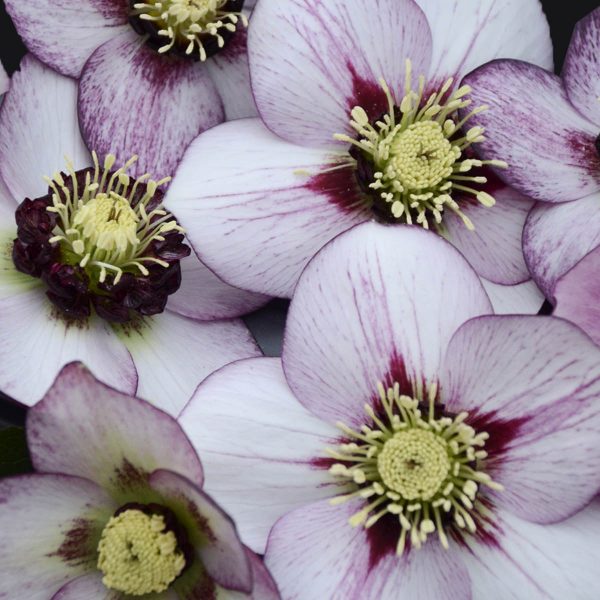 HELLEBORUS HONEYMOON FRENCH KISS LENTEN ROSE