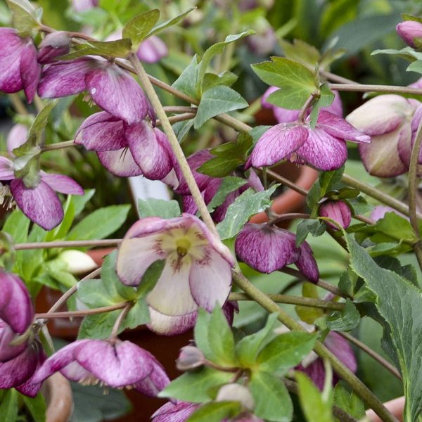 HELLEBORUS HONEYMOON FRENCH KISS LENTEN ROSE