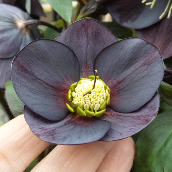 HELLEBORUS HONEYMOON NEW YORK NIGHT LENTEN ROSE