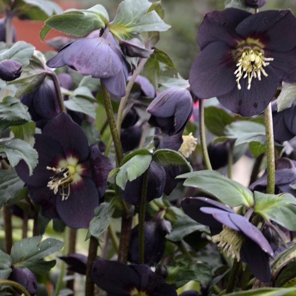 HELLEBORUS HONEYMOON NEW YORK NIGHT LENTEN ROSE