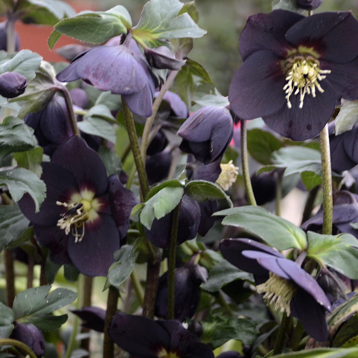 Helleborus HONEYMOON New York Night - Buy Lenten Rose Perennials Online