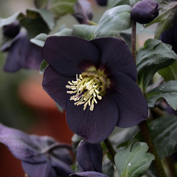 HELLEBORUS HONEYMOON NEW YORK NIGHT LENTEN ROSE