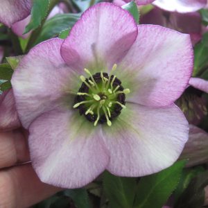 HELLEBORUS HONEYMOON PARIS IN PINK LENTEN ROSE