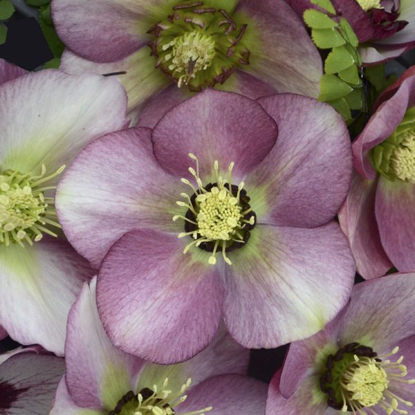 HELLEBORUS HONEYMOON PARIS IN PINK LENTEN ROSE