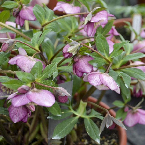 HELLEBORUS HONEYMOON PARIS IN PINK LENTEN ROSE