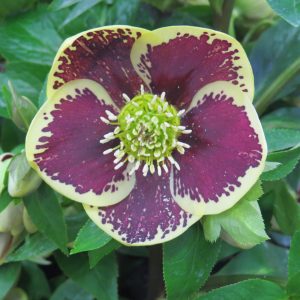 HELLEBORUS HONEYMOON RIO CARNIVAL LENTEN ROSE