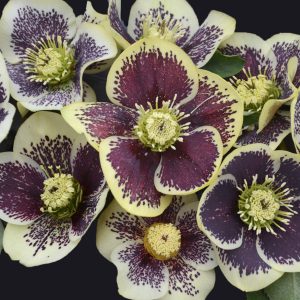 Helleborus - Lenten Rose