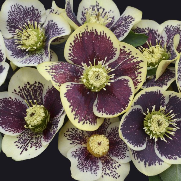 HELLEBORUS HONEYMOON RIO CARNIVAL LENTEN ROSE