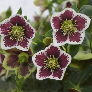 HELLEBORUS HONEYMOON ROMANTIC GETAWAY LENTEN ROSE