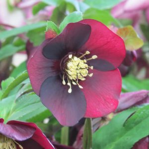 HELLEBORUS HONEYMOON ROME IN RED LENTEN ROSE