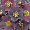 HELLEBORUS HONEYMOON ROME IN RED LENTEN ROSE