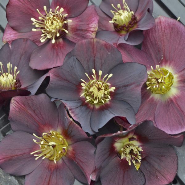 HELLEBORUS HONEYMOON ROME IN RED LENTEN ROSE