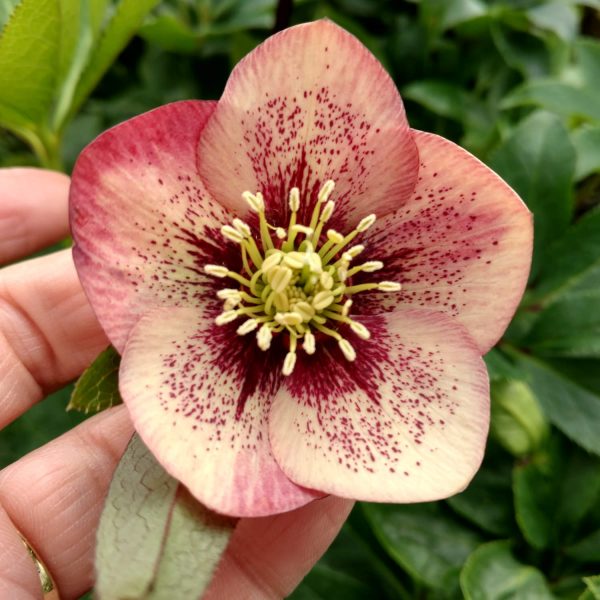 HELLEBORUS HONEYMOON SANDY SHORES LENTEN ROSE