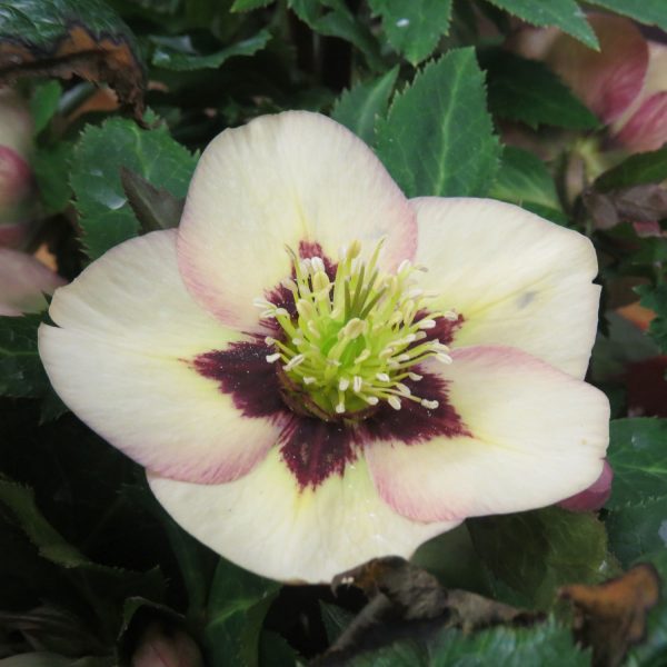 HELLEBORUS HONEYMOON SANDY SHORES LENTEN ROSE