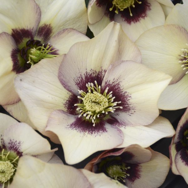 HELLEBORUS HONEYMOON SANDY SHORES LENTEN ROSE