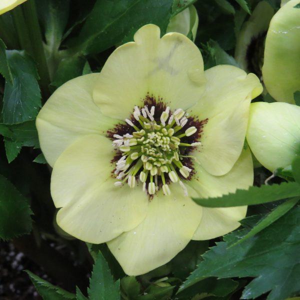 HELLEBORUS HONEYMOON SPANISH FLARE LENTEN ROSE