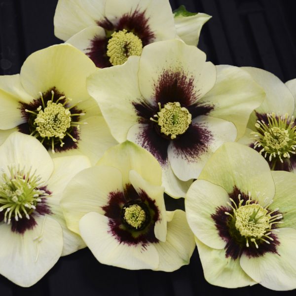 HELLEBORUS HONEYMOON SPANISH FLARE LENTEN ROSE