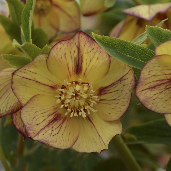 HELLEBORUS HONEYMOON TROPICAL SUNSET LENTEN ROSE