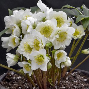 HELLEBORUS SNOWBELLS CHRISTMAS ROSE