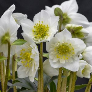 HELLEBORUS SNOWBELLS CHRISTMAS ROSE