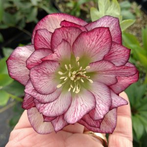 HELLEBORUS WEDDING PARTY BLUSHING BRIDESMAID LENTEN ROSE