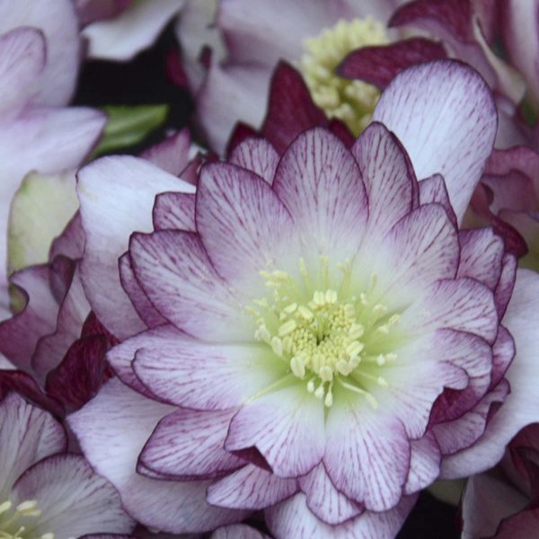 HELLEBORUS WEDDING PARTY BLUSHING BRIDESMAID LENTEN ROSE