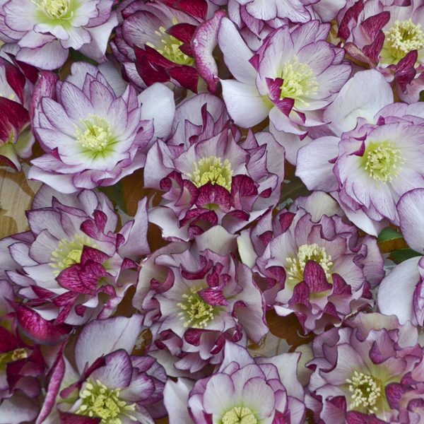 HELLEBORUS WEDDING PARTY BLUSHING BRIDESMAID LENTEN ROSE