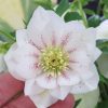 HELLEBORUS WEDDING PARTY CONFETTI CAKE LENTEN ROSE