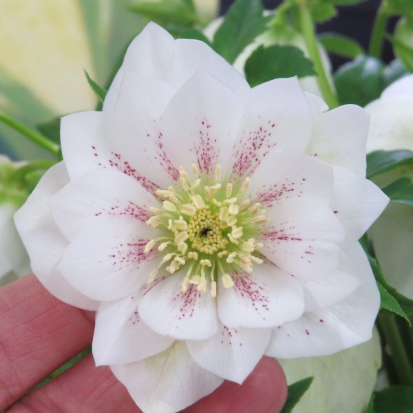 HELLEBORUS WEDDING PARTY CONFETTI CAKE LENTEN ROSE