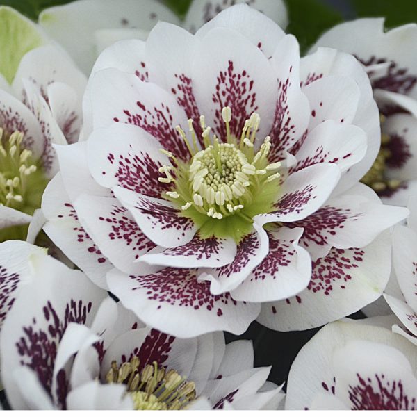 HELLEBORUS WEDDING PARTY CONFETTI CAKE LENTEN ROSE